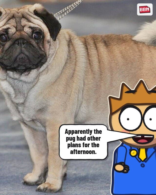 Photo: Pug