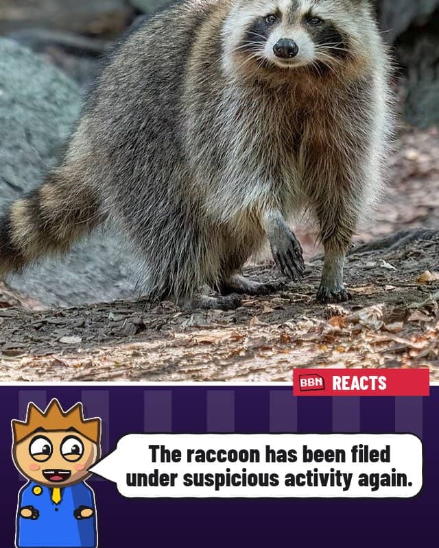 Photo: Raccoon