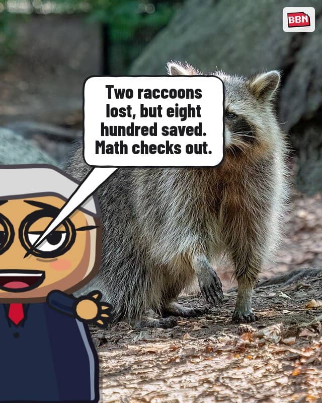 Photo: Raccoon