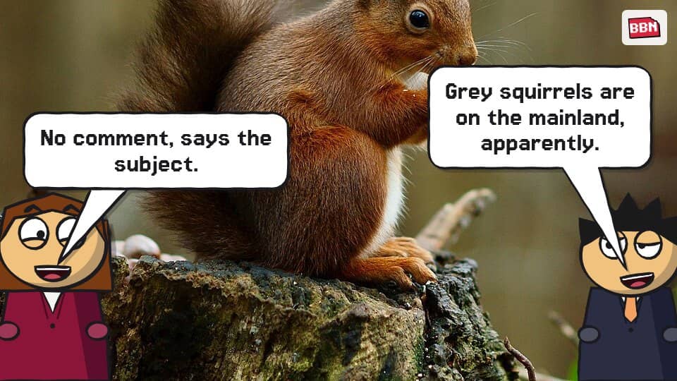Photo: Red squirrel
