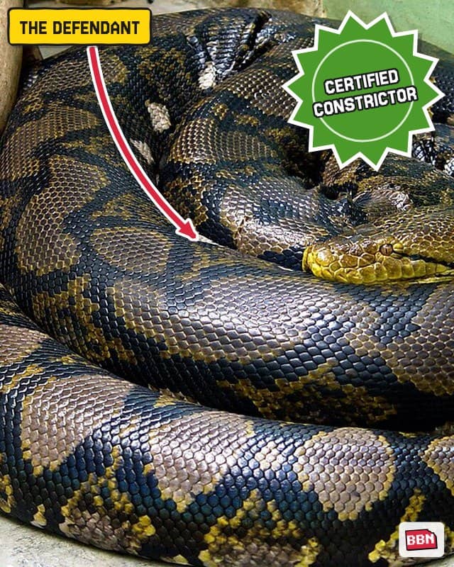 Photo: Reticulated python