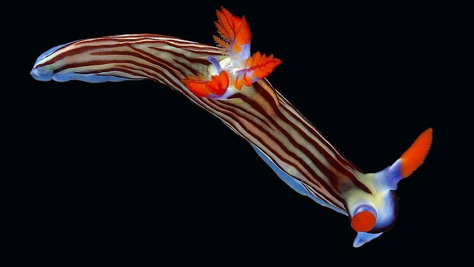 Photo: Sea slug