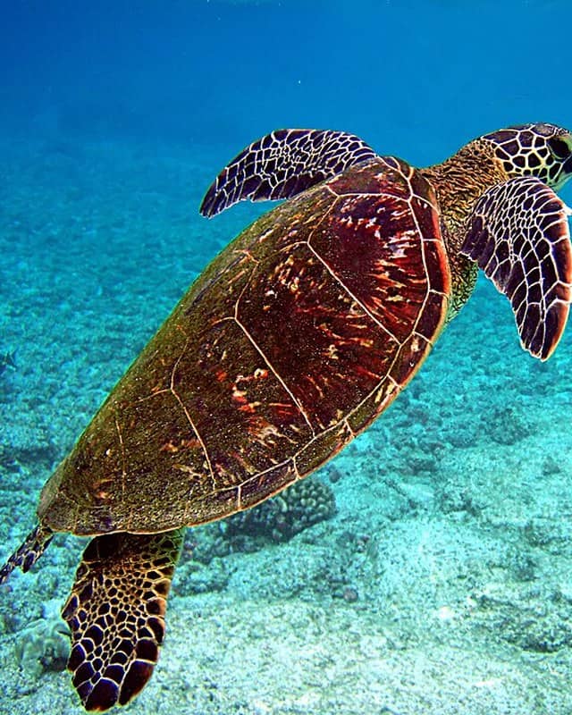 Photo: Sea turtle