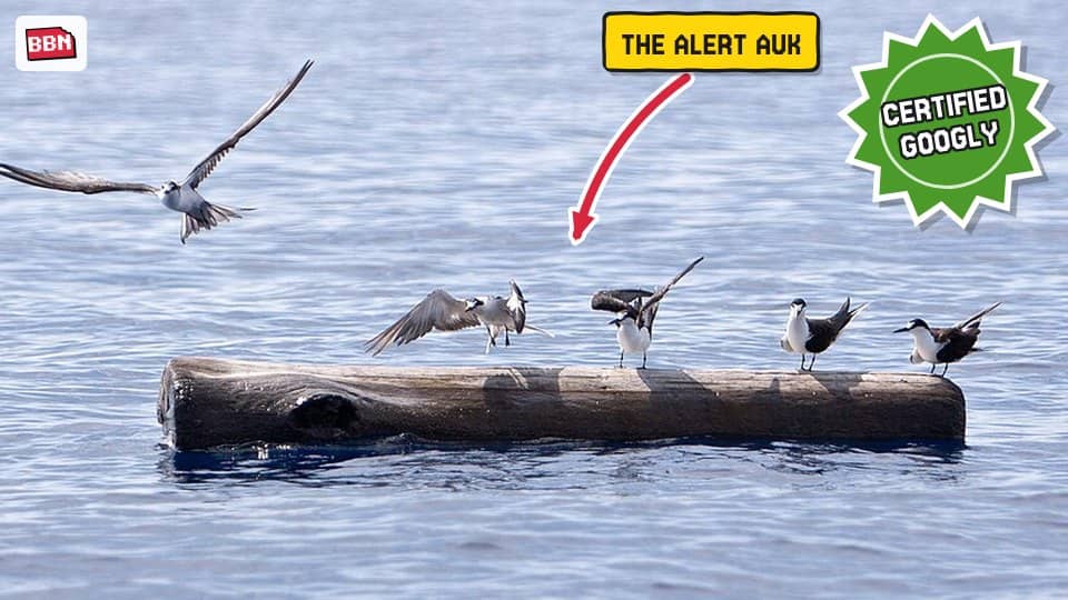 Photo: Seabird