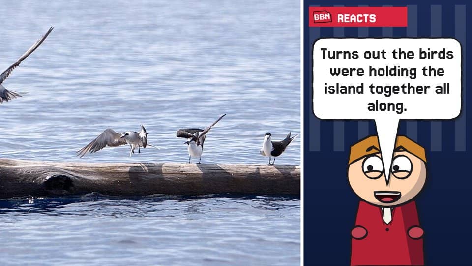 Photo: Seabird