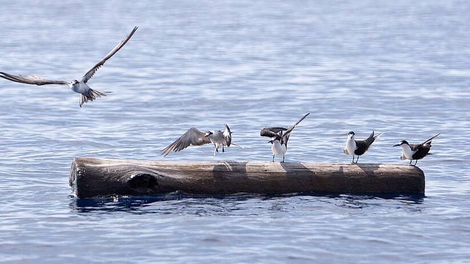 Photo: Seabird