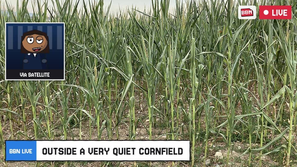 Photo: A cornfield