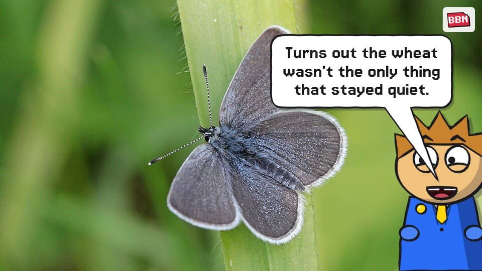 Photo: Small blue