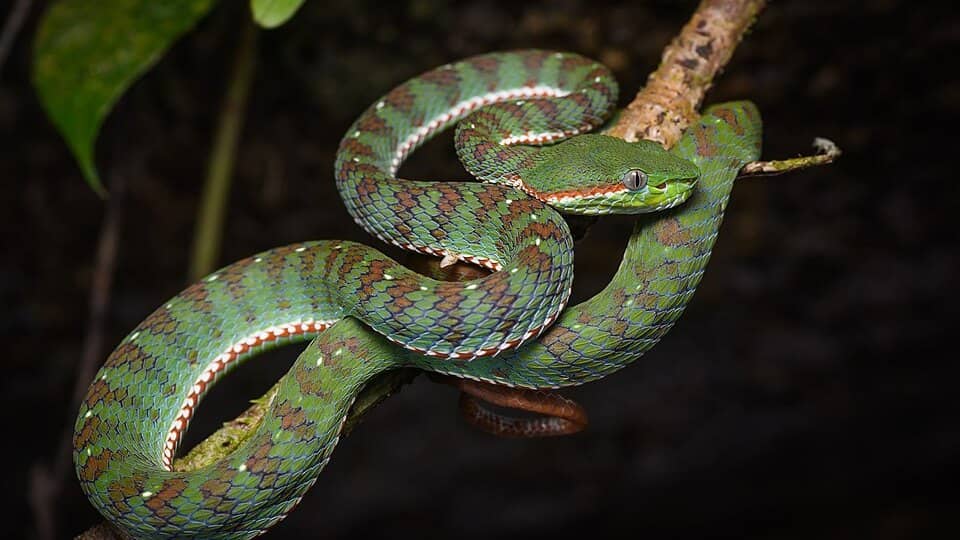 Photo: Snake