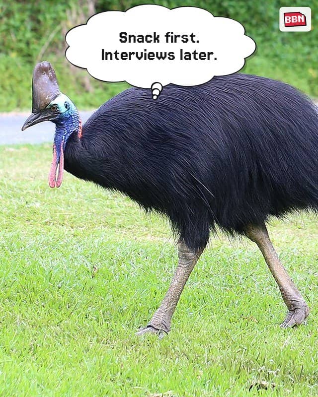 Photo: Southern cassowary