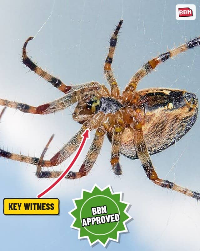 Photo: Spider