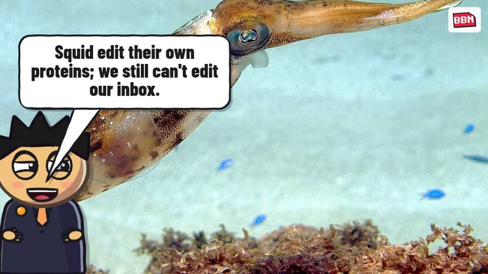Photo: Squid