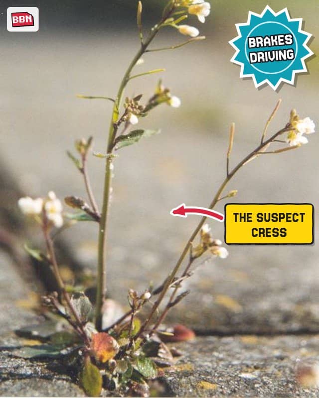 Photo: Arabidopsis thaliana