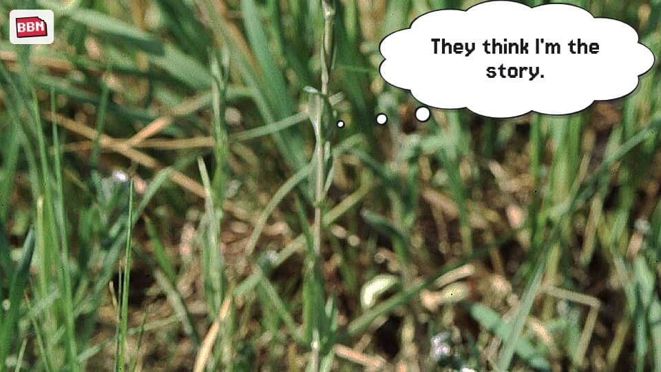 Photo: Turritis glabra