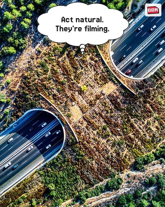 Photo: Wildlife crossing