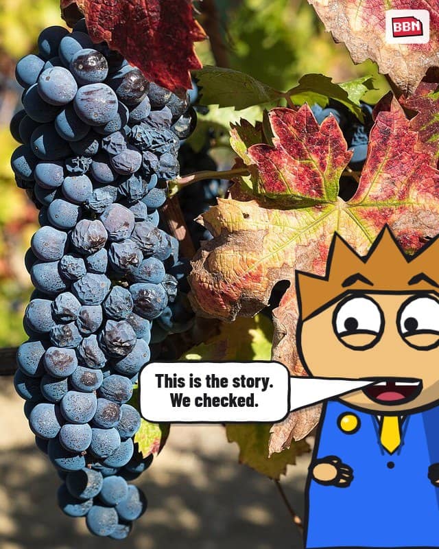 Photo: Zinfandel